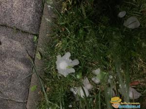 111727367_774587376647656_648690326058941529_n