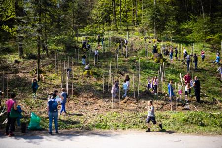 Pogozdovanje Šumberka, foto: Jure Gubanc
