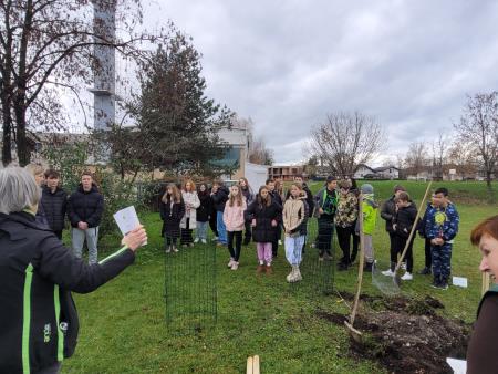 Sajenje jablan pri OŠ Rodica, foto: Občina Domžale