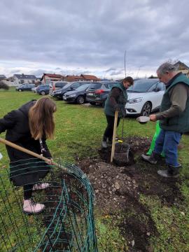 Sajenje jablan pri OŠ Rodica, foto: Občina Domžale