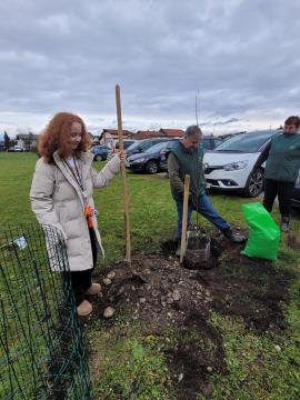 Sajenje jablan pri OŠ Rodica, foto: Občina Domžale