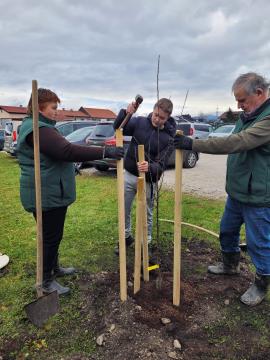 Sajenje jablan pri OŠ Rodica, foto: Občina Domžale